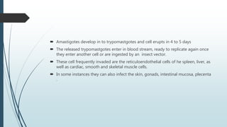  Amastigotes develop in to trypomastgotes and cell erupts in 4 to 5 days
 The released trypomastgotes enter in blood stream, ready to replicate again once
they enter another cell or are ingested by an insect vector.
 These cell frequently invaded are the reticuloendothelial cells of he spleen, liver, as
well as cardiac, smooth and skeletal muscle cells.
 In some instances they can also infect the skin, gonads, intestinal mucosa, plecenta
.
 