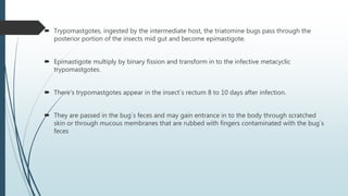  Trypomastgotes, ingested by the intermediate host, the triatomine bugs pass through the
posterior portion of the insects mid gut and become epimastigote.
 Epimastigote multiply by binary fission and transform in to the infective metacyclic
trypomastgotes.
 There's trypomastgotes appear in the insect`s rectum 8 to 10 days after infection.
 They are passed in the bug`s feces and may gain entrance in to the body through scratched
skin or through mucous membranes that are rubbed with fingers contaminated with the bug`s
feces
 