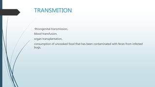 TRANSMITION
congenital transmission,
blood transfusion,
organ transplantation,
consumption of uncooked food that has been contaminated with feces from infected
bugs,
 