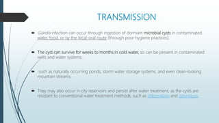 TRANSMISSION
 Giardia infection can occur through ingestion of dormant microbial cysts in contaminated
water, food, or by the fecal-oral route (through poor hygiene practices).
 The cyst can survive for weeks to months in cold water, so can be present in contaminated
wells and water systems.
 such as naturally occurring ponds, storm water storage systems, and even clean-looking
mountain streams.
 They may also occur in city reservoirs and persist after water treatment, as the cysts are
resistant to conventional water treatment methods, such as chlorination and ozonolysis.
 