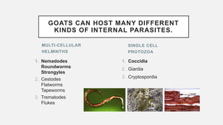 MULTI-CELLULAR
HELMINTHS
1. Nemadodes
Roundworms
Strongyles
2. Cestodes
Flatworms
Tapeworms
3. Trematodes
Flukes
1. Coccidia
2. Giardia
3. Cryptospordia
SINGLE CELL
PROTOZOA
GOATS CAN HOST MANY DIFFERENT
KINDS OF INTERNAL PARASITES.
 