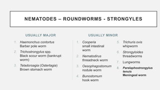 USUALLY MAJOR
1. Haemonchus contortus
Barber pole worm
2. Trichostrongylus spp.
Black scour worm (bankrupt
worm)
3. Teladorsagia (Ostertagia)
Brown stomach worm
1. Cooperia
small intestinal
worm
2. Nematodirus
threadneck worm
3. Oesophagostomum
nodule worm
4. Bunostomum
hook worm
USUALLY MINOR
NEMATODES – ROUNDWORMS - STRONGYLES
5. Trichuris ovis
whipworm
6. Strongyloides
threadworms
7. Lungworms
8. Parelaphostrongylus
tenuis
Meningeal worm
 