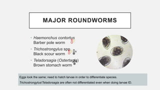 MAJOR ROUNDWORMS
• Haemonchus contortus
Barber pole worm
• Trichostrongylus spp.
Black scour worm
• Teladorsagia (Ostertagia)
Brown stomach worm
Eggs look the same; need to hatch larvae in order to differentiate species.
Trichostrongylus/Teladorsagia are often not differentiated even when doing larvae ID.
 