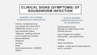BARBER POLE WORM
HAEMONCHUS CONTORTUS
• Anemia: blood/protein loss
Low packed cell volume (PCV)
FAMACHA© score 3, 4, or 5
• Sub-mandibular edema
“bottle jaw” swelling under jaw
• Loss of weight and condition
• Scours (diarrhea)
• Weakness
• Anorexia
• Death
• Acute haemonchosis: SUDDEN
DEATH
• Hypersensitivity of gut
Damage and inflammation of gut
Diarrhea (scours)
• Loss of weight and condition
Slow growth – poor performance
• Lethargy
• Death (sometimes)
• Additive: usually part of mixed infections
with H. contortus.
“SCOUR WORMS”
TRICHOSTRONGYLES
TELADORSAGIA
CLINICAL SIGNS (SYMPTOMS) OF
ROUNDWORM INFECTION
 