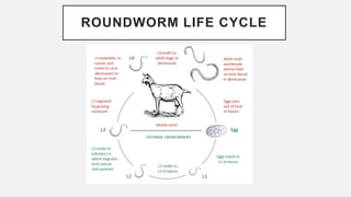 ROUNDWORM LIFE CYCLE
 