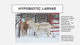 HYPOBIOTIC LARVAE
Adult
worms in
GI tract
L4 larval
stage
L4 larvae in “arrested
development”
Eggs in
feces
During winter, most
larvae are in “arrested
development.” Few
larvae survive
prolonged cold. This
allows worms to
survive over winter (as
hypobiotic larvae) and
re-infect pastures
following spring.
Hypobiotic larvae is
the primary means by
which worms survive
in a northern climate.
 