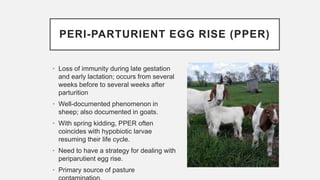 PERI-PARTURIENT EGG RISE (PPER)
• Loss of immunity during late gestation
and early lactation; occurs from several
weeks before to several weeks after
parturition
• Well-documented phenomenon in
sheep; also documented in goats.
• With spring kidding, PPER often
coincides with hypobiotic larvae
resuming their life cycle.
• Need to have a strategy for dealing with
periparutient egg rise.
• Primary source of pasture
 