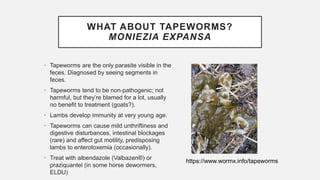 WHAT ABOUT TAPEWORMS?
MONIEZIA EXPANSA
• Tapeworms are the only parasite visible in the
feces. Diagnosed by seeing segments in
feces.
• Tapeworms tend to be non-pathogenic; not
harmful, but they’re blamed for a lot, usually
no benefit to treatment (goats?).
• Lambs develop immunity at very young age.
• Tapeworms can cause mild unthriftiness and
digestive disturbances, intestinal blockages
(rare) and affect gut motility, predisposing
lambs to enterotoxemia (occasionally).
• Treat with albendazole (Valbazen®) or
praziquantel (in some horse dewormers,
ELDU)
https://www.wormx.info/tapeworms
 
