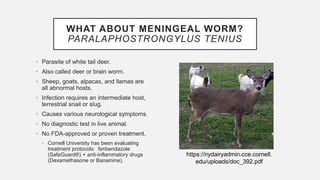 WHAT ABOUT MENINGEAL WORM?
PARALAPHOSTRONGYLUS TENIUS
• Parasite of white tail deer.
• Also called deer or brain worm.
• Sheep, goats, alpacas, and llamas are
all abnormal hosts.
• Infection requires an intermediate host,
terrestrial snail or slug.
• Causes various neurological symptoms.
• No diagnostic test in live animal.
• No FDA-approved or proven treatment.
• Cornell University has been evaluating
treatment protocols: fenbendazole
(SafeGuard®) + anti-inflammatory drugs
(Dexamethasone or Banamine).
https://nydairyadmin.cce.cornell.
edu/uploads/doc_392.pdf
 