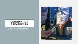 COMBINATION
TREATMENTS
Different drugs to kills same parasites.
Not different drugs for different parasites.
 