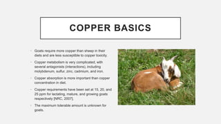 COPPER BASICS
• Goats require more copper than sheep in their
diets and are less susceptible to copper toxicity.
• Copper metabolism is very complicated, with
several antagonists (interactions), including
molybdenum, sulfur, zinc, cadmium, and iron.
• Copper absorption is more important than copper
concentration in diet.
• Copper requirements have been set at 15, 20, and
25 ppm for lactating, mature, and growing goats
respectively [NRC, 2007].
• The maximum tolerable amount is unknown for
goats.
 