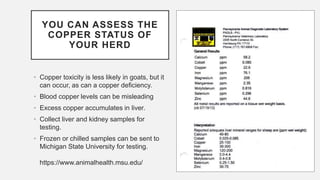 YOU CAN ASSESS THE
COPPER STATUS OF
YOUR HERD
• Copper toxicity is less likely in goats, but it
can occur, as can a copper deficiency.
• Blood copper levels can be misleading
• Excess copper accumulates in liver.
• Collect liver and kidney samples for
testing.
• Frozen or chilled samples can be sent to
Michigan State University for testing.
https://www.animalhealth.msu.edu/
 