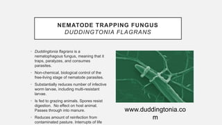NEMATODE TRAPPING FUNGUS
DUDDINGTONIA FLAGRANS
• Duddingtonia flagrans is a
nematophagous fungus, meaning that it
traps, paralyzes, and consumes
parasites.
• Non-chemical, biological control of the
free-living stage of nematode parasites.
• Substantially reduces number of infective
worm larvae, including multi-resistant
larvae.
• Is fed to grazing animals. Spores resist
digestion. No effect on host animal.
Passes through into manure.
• Reduces amount of reinfection from
contaminated pasture. Interrupts of life
www.duddingtonia.co
m
 