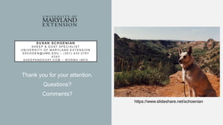 SUSAN SCHOENIAN
S H E E P & G O AT S P E C I A L I S T
U N I V E R S I T Y O F M A RY L A N D E X T E N S I O N
S S C H O E N @ U M D . E D U – ( 3 0 1 ) 4 3 2 - 2 7 6 7
X 3 4 3
S H E E PA N D G O AT. C O M – W O R M X . I N F O
Thank you for your attention.
Questions?
Comments?
https://www.slideshare.net/schoenian
 