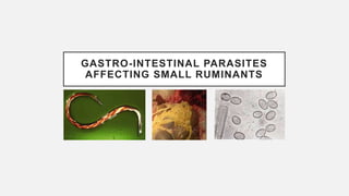 GASTRO-INTESTINAL PARASITES
AFFECTING SMALL RUMINANTS
 