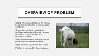 OVERVIEW OF PROBLEM
• Gastro-intestinal parasites are the primary
health problem affecting sheep and goats
worldwide.
• GI parasites can be an obstacle to
profitable and sustainable small ruminant
production in many climates and
production systems.
• Small ruminants are more susceptible to
parasitism than other farm livestock
• Goats are more susceptible than sheep.
• Problem is worsened by drug resistance.
 
