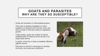GOATS AND PARASITES
WHY ARE THEY SO SUSCEPTIBLE?
• Goats are browsers or intermediate grazers.
• They rely on feeding strategies to avoid
ingestion of infective worm larvae, which are
found mostly in first two inches of vegetative
growth.
• Unlike sheep, goats are unable to reduce
establishment of infective worm larvae or to
expel adult worms.
• In goats, immunity is rarely completely effective
against worms.
• Exposure to worms is necessary to develop
immunity; low levels are insufficient.
 