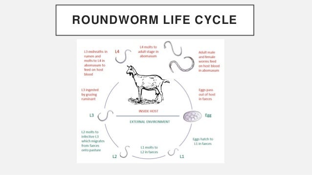 Goat Parasite Chart