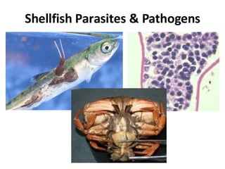 Shellfish Parasites & Pathogens 