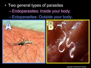 • Two general types of parasites
–Endoparasites: Inside your body.
–Ectoparasites: Outside your body.
Copyright © 2010 Ryan P. Murphy
 