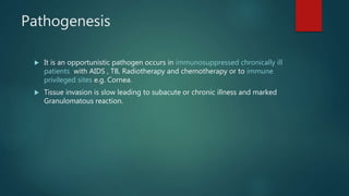 Pathogenesis
 It is an opportunistic pathogen occurs in immunosuppressed chronically ill
patients with AIDS , TB, Radiotherapy and chemotherapy or to immune
privileged sites e.g. Cornea.
 Tissue invasion is slow leading to subacute or chronic illness and marked
Granulomatous reaction.
 
