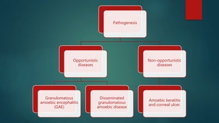 Pathogenesis
Opportunistic
diseases
Granulomatous
amoebic encephalitis
(GAE)
Disseminated
granulomatous
amoebic disease
Non-opportunistic
diseases
Amoebic keratitis
and corneal ulcer.
 