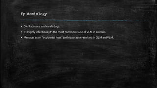 Epidemiology
▪ DH: Raccoons and rarely dogs.
▪ IH: Highly infectious; it’s the most common cause ofVLM in animals.
▪ Man acts as an “accidental host” to this parasite resulting in OLM andVLM.
 