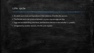 Life cycle
▪ An adult worm lives and reproduces in the intestine of its DH, the raccoon.
▪ The female worm can produce between 115,000-179,000 eggs per day.
▪ Eggs are excreted along with feces, and become infective in the soil after 2–4 weeks.
▪ If ingested by another raccoon, the life cycle repeats.
 