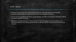 Life cycle
▪ However, if these eggs are ingested by an IH (small mammals, birds) the larvae of B.
procyonis will penetrate the gut wall of the host and migrate into tissues.
▪ Larvae tend to migrate to the brain, cause damage, and affect the behavior of the IH, making
it an easier prey for raccoons.
▪ Reproduction does not occur in these paratenic hosts; however, if a raccoon preys on an
infected paratenic host, the encysted larvae can become adults in the raccoon and the cycle
resumes.
 