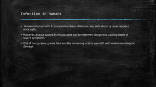 Infection in humans
▪ Human infection with B. procyonis has been relatively rare, with about 13 cases reported
since 1980.
▪ However, disease caused by this parasite can be extremely dangerous, causing death or
severe symptoms.
▪ Out of the 13 cases, 5 were fatal and the remaining victims were left with severe neurological
damage.
 