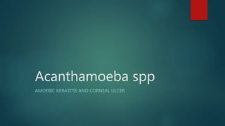 Acanthamoeba spp
AMOEBIC KERATITIS AND CORNEAL ULCER
 
