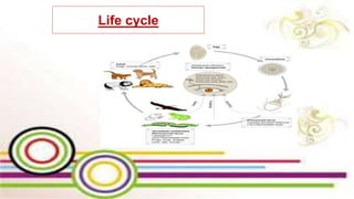 Life cycle
 