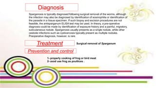 Diagnosis
Sparganosis is typically diagnosed following surgical removal of the worms, although
the infection may also be diagnosed by identification of eosinophilia or identification of
the parasite in a tissue specimen. If such biopsy and excision procedures are not
feasible, the antisparganum ELISA test may be used. In theory, a pre-operative
diagnosis could be made by identification of exposure history and a painful, migratory,
subcutaneous nodule. Sparganosis usually presents as a single nodule, while other
cestode infections such as cysticercosis typically present as multiple nodules.
Preoperative diagnosis, however, is rare.
Treatment
Prevention and control
Surgical removal of Sparganum
1- properly cooking of frog or bird meat
2- avod use frog as poultices .
 