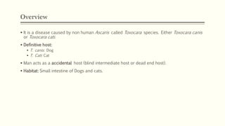 Overview
 It is a disease caused by non human Ascaris called Toxocara species. Either Toxocara canis
or Toxocara cati.
 Definitive host:
 T. canis: Dog
 T. Cati: Cat
 Man acts as a accidental host (blind intermediate host or dead end host).
 Habitat: Small intestine of Dogs and cats.
 