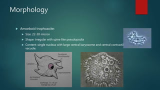 Morphology
 Amoeboid trophozoite:
 Size: 22-30 micron
 Shape: irregular with spine like pseudopodia
 Content: single nucleus with large central karyosome and central contractile
vacuole.
 