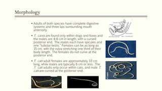 Morphology
 Adults of both species have complete digestive
systems and three lips surrounding mouth
anteriorly.
 T. canis are found only within dogs and foxes and
the males are 4–6 cm in length, with a curved
posterior end. The males each have spicules and
one “tubular testis.” Females can be as long as
15 cm, with the vulva stretching one third of their
body length. The females do not curve at the
posterior end.
 T. cati adult females are approximately 10 cm
long, while males are typically 6 cm or less. The
T. cati adults only occur within cats, and male T.
cati are curved at the posterior end.
 