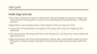 Life cycle
Inside dogs and cats
 Cats, dogs and foxes can become infected with Toxocara through the ingestion of eggs or by
transmission of the larvae from a mother to her offspring either transplacentally or through
lactation.
 Eggs hatch as second stage larvae in the intestines of the cat, dog or fox host.
 Larvae enter the bloodstream and migrate to the lungs, where they are coughed up and
swallowed.
 The larvae mature into adults within the small intestine of a cat, dog or fox, where mating and
egg laying occurs.
 Eggs are passed in the feces and only become infective after several weeks outside of a host.
During this incubation period, molting from first to second stage larva takes place within the
egg.
 