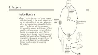 Life cycle
Inside Humans
 Eggs containing second stage larvae
will also hatch in the small intestine of
an accidental host, such as a human,
after accidental ingestion of infective
eggs. The larvae will then migrate
through the organs and tissues of the
accidental host, most commonly the
lungs, liver, eyes, and brain. Since
second stage larvae cannot mature in
accidental hosts, after this period of
migration, Toxocara larvae will encyst
as second stage larvae stimulating
tissue reaction and granuloma
formation.
 