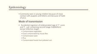 Epidemiology
 Commonly seen in young children because of close
contact with puppies and kittens and because of habit
of pica.
Mode of transmission
 Accidental ingestion of embryonated egg of T. canis
and T. cati containing second stage rhabditiform
larvae (infective stage):
 Contaminated vegetables
 Food contaminated by house flies
 Contaminated water
 Pica
 Contaminated hands from polluted soil.
 