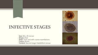 INFECTIVE STAGES
Size: 60 x 45 micron
Shape: Oval
Shell: Thick and with coarse mamillations
Colour: Brown
Content: Second stage rhabditiform larvae
 
