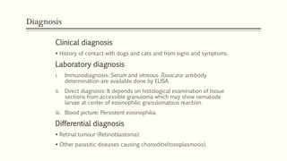 Diagnosis
Clinical diagnosis
 History of contact with dogs and cats and from signs and symptoms.
Laboratory diagnosis
i. Immunodiagnosis: Serum and vitreous Toxocara antibody
determination are available done by ELISA.
ii. Direct diagnosis: It depends on histological examination of tissue
sections from accessible granuloma which may show nematode
larvae at center of eosinophilic granulomatous reaction.
iii. Blood picture: Persistent eosinophilia.
Differential diagnosis
 Retinal tumour (Retinoblastoma).
 Other parasitic diseases causing choroiditis(toxoplasmosis).
 
