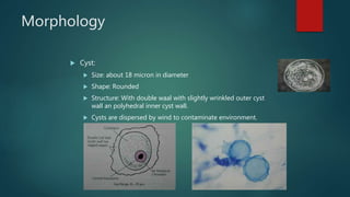Morphology
 Cyst:
 Size: about 18 micron in diameter
 Shape: Rounded
 Structure: With double waal with slightly wrinkled outer cyst
wall an polyhedral inner cyst wall.
 Cysts are dispersed by wind to contaminate environment.
 