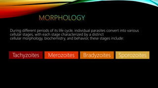 During different periods of its life cycle, individual parasites convert into various
cellular stages, with each stage characterized by a distinct
cellular morphology, biochemistry, and behavior, these stages include:
Tachyzoites Merozoites Bradyzoites Sporozoites
 