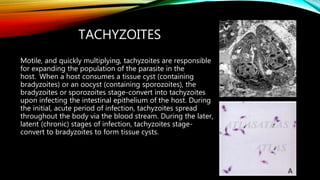 TACHYZOITES
Motile, and quickly multiplying, tachyzoites are responsible
for expanding the population of the parasite in the
host. When a host consumes a tissue cyst (containing
bradyzoites) or an oocyst (containing sporozoites), the
bradyzoites or sporozoites stage-convert into tachyzoites
upon infecting the intestinal epithelium of the host. During
the initial, acute period of infection, tachyzoites spread
throughout the body via the blood stream. During the later,
latent (chronic) stages of infection, tachyzoites stage-
convert to bradyzoites to form tissue cysts.
 