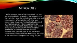 MEROZOITS
Like tachyzoites, merozoites divide quickly, and
are responsible for expanding the population of
the parasite inside the cat intestine prior to sexual
reproduction. When a feline definitive host
consumes a tissue cyst (containing bradyzoites),
bradyzoites convert into merozoites inside
intestinal epithelial cells. Following a brief period
of rapid population growth in the intestinal
epithelium, merozoites convert into the
noninfectious sexual stages of the parasite to
undergo sexual reproduction, eventually resulting
in the formation of zygote-containing oocysts.
 