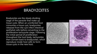 BRADYZOITES
Bradyzoites are the slowly dividing
stage of the parasite that make up
tissue cysts. When an uninfected host
consumes a tissue cyst, bradyzoites
released from the cyst infect intestinal
epithelial cells before converting to the
proliferative tachyzoite stage. Following
the initial period of proliferation
throughout the host body, tachyzoites
then convert back to bradyzoites, which
reproduce inside host cells to form
tissue cysts in the new host.
 