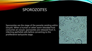 SPOROZOITES
Sporozoites are the stage of the parasite residing within
oocysts. When a human or other warm-blooded host
consumes an oocyst, sporozoites are released from it,
infecting epithelial cells before converting to the
proliferative tachyzoite stage.
 