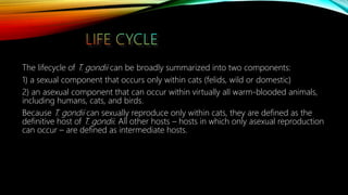 The lifecycle of T. gondii can be broadly summarized into two components:
1) a sexual component that occurs only within cats (felids, wild or domestic)
2) an asexual component that can occur within virtually all warm-blooded animals,
including humans, cats, and birds.
Because T. gondii can sexually reproduce only within cats, they are defined as the
definitive host of T. gondii. All other hosts – hosts in which only asexual reproduction
can occur – are defined as intermediate hosts.
 