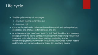 Life cycle
 The life cycle consists of two stages:
 An actively feeding and dividing cyst
 A dormant cyst
 Cysts are formed under unfavorable conditions such as food deprivation,
desiccation and changes in temperature and pH.
 Acanthamoeba spp. have been found in soil; fresh, brackish, and sea water;
sewage; swimming pools; contact lens equipment; medicinal pools; dental
treatment units; dialysis machines; heating, ventilating, and air
conditioning systems; mammalian cell cultures; vegetables; human nostrils
and throats; and human and animal brain, skin, and lung tissues.
 