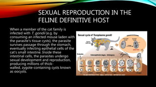 SEXUAL REPRODUCTION IN THE
FELINE DEFINITIVE HOST
When a member of the cat family is
infected with T. gondii (e.g. by
consuming an infected mouse laden with
the parasite's tissue cysts), the parasite
survives passage through the stomach,
eventually infecting epithelial cells of the
cat's small intestine. Inside these
intestinal cells, the parasites undergo
sexual development and reproduction,
producing millions of thick-
walled, zygote-containing cysts known
as oocysts.
 